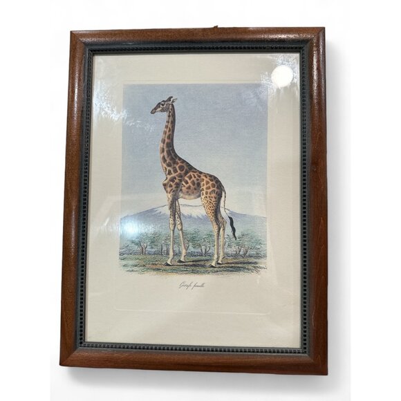 Vintage Cuvier Animals of Africa Prints: Giraffe Zebra Elephant 1890 hand etched - Picture 1 of 4